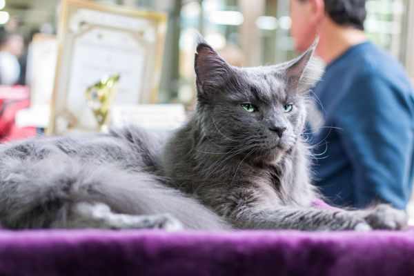 What Are the Most Popular Pet Breeds in the UK Today?